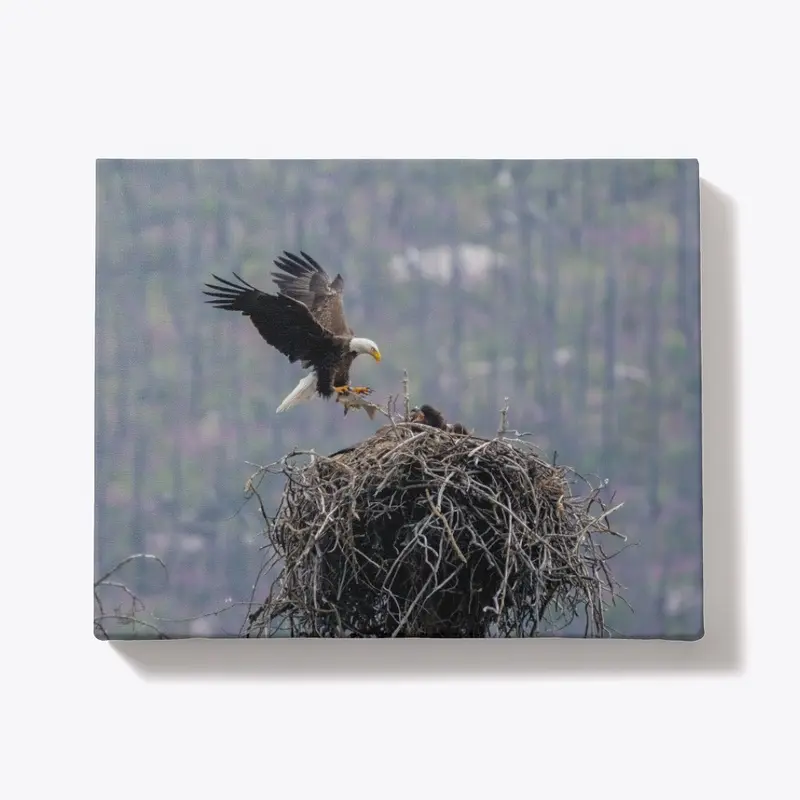 Eagle Feeding Young