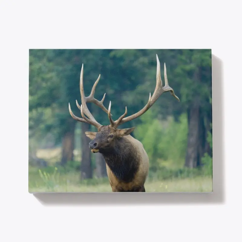 Magnificent Bull Elk During the Rut