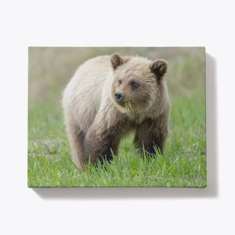 Blonde Yearling Grizzly Cub