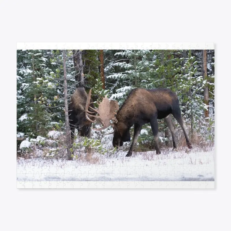 2 Big Bull Moose Head to Head