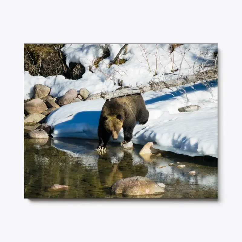 Grizzly at River's Edge in Spring