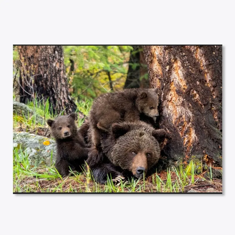 Grizzly Bear Family 0520