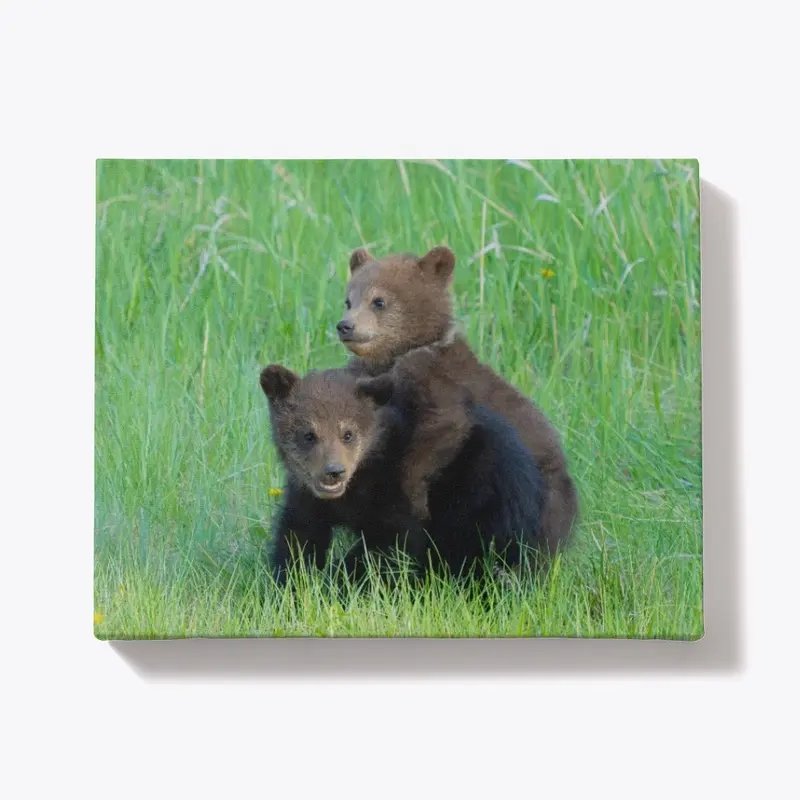 Grizzly Cubs of the Year Playing