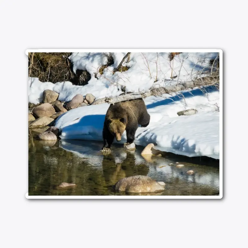 Grizzly at River's Edge in Spring