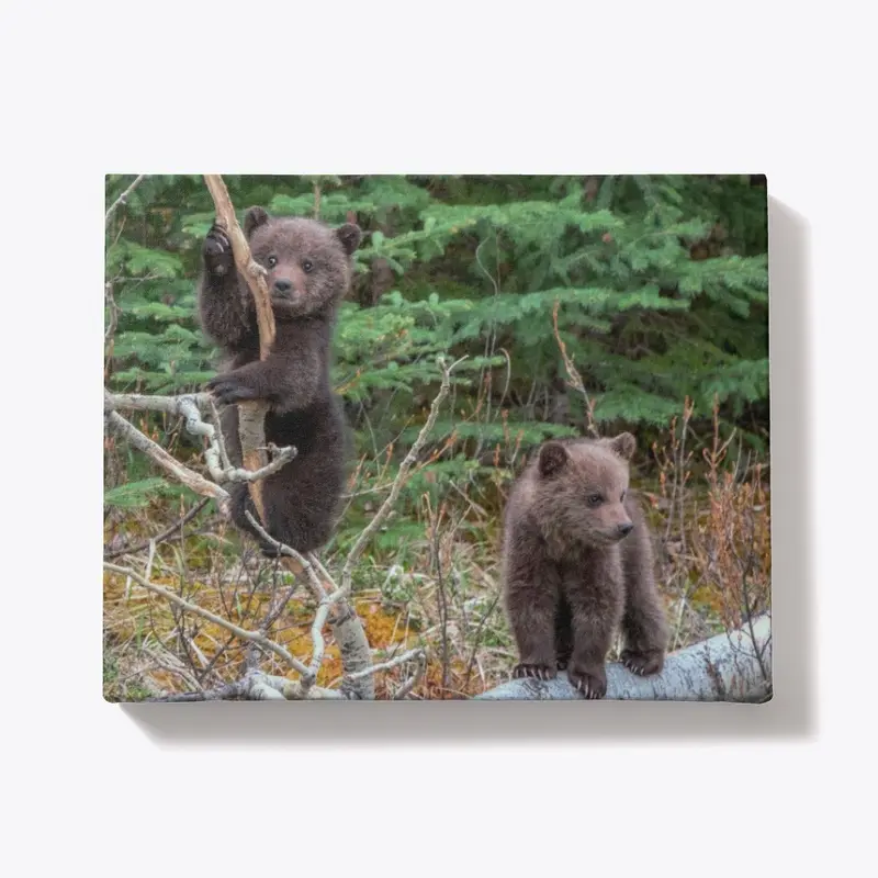 Cute Grizzly Cubs of the Year