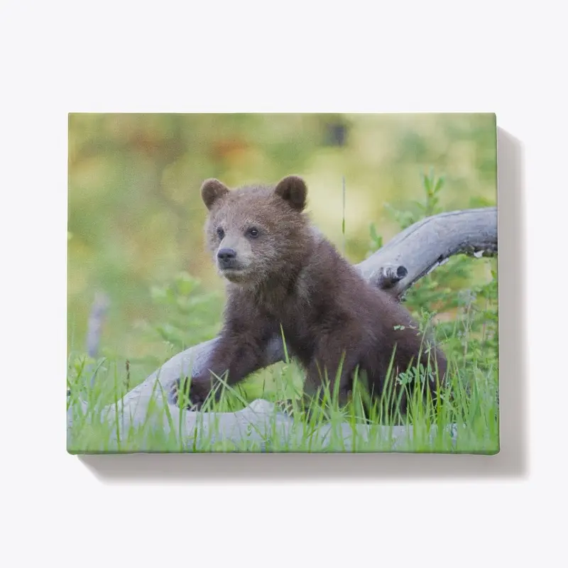 Spring Grizzly Bear Cub Look On