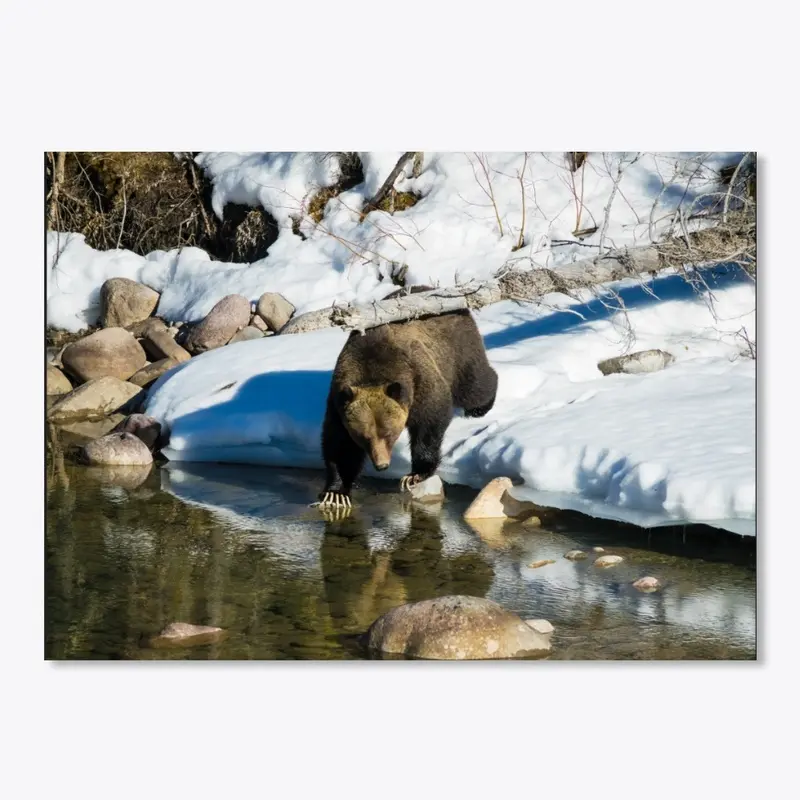 Grizzly at River's Edge in Spring