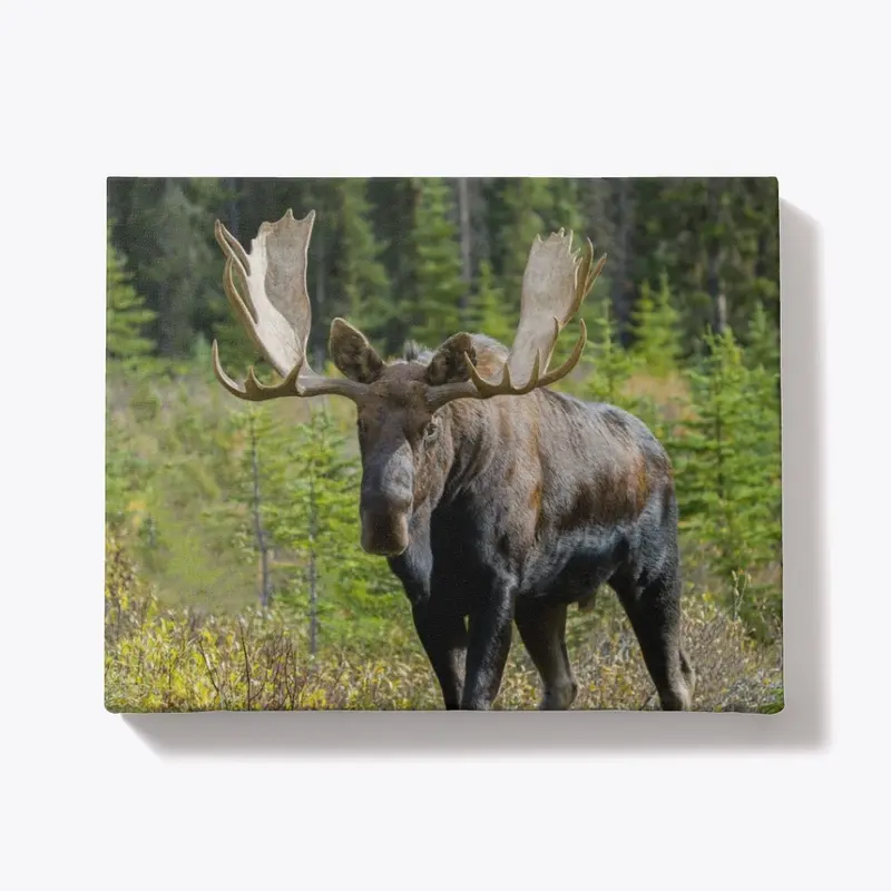 Huge Bull Moose in Rut