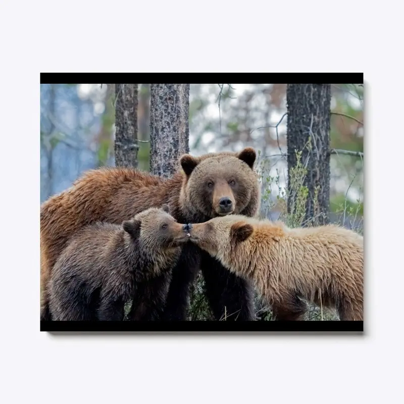 Grizzly Mother with Yearlings